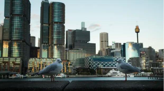悉尼CBD可用于分租的办公空间接近五年高位