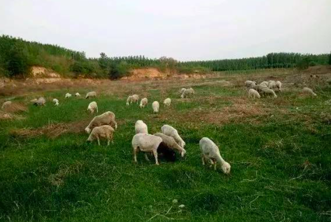 澳大利亚怎么养牛、养羊！