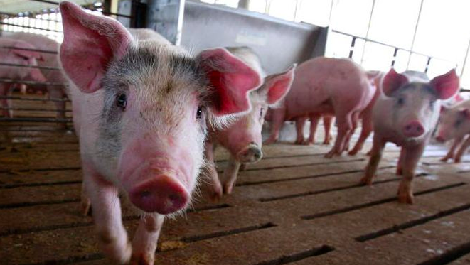 猪瘟威胁价值28亿澳元的猪肉产业