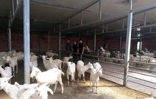 千余只澳大利亚种羊投入甘肃市场 助有机羊奶产业发展