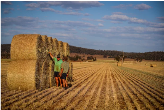 澳洲耕地升值速度远超其他农地，年化收益率接近两位数