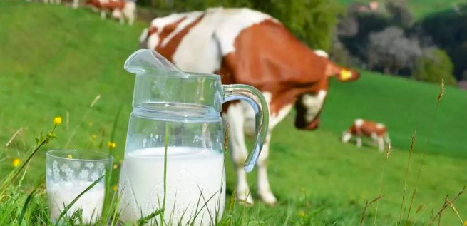 澳大利亚牛奶产量下降   价格或继续上升