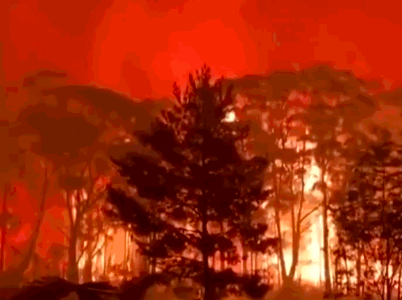 澳大利亚丛林大火释放了年度碳排放的一半以上
