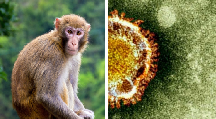 快讯：人工培育新冠病毒的秘密？猴肾居然是关键！