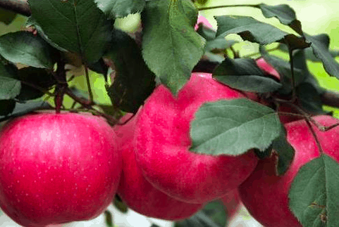 山火破坏苹果基地！ 澳洲果农呼吁消费者直接到果园买水果