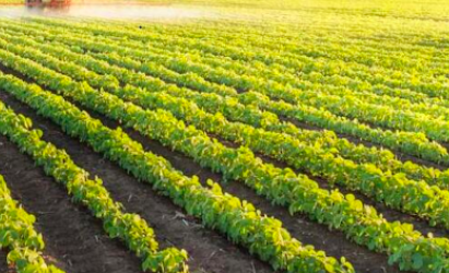 农业部长说澳洲生产的食物可以养活7500万人