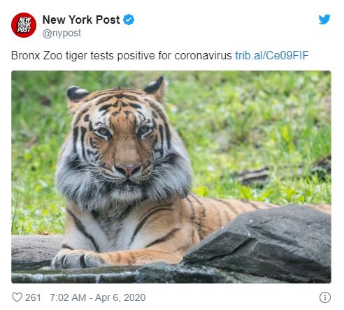 纽约狮虎也难逃？雌虎确诊新冠并导致“动物社区传播”！