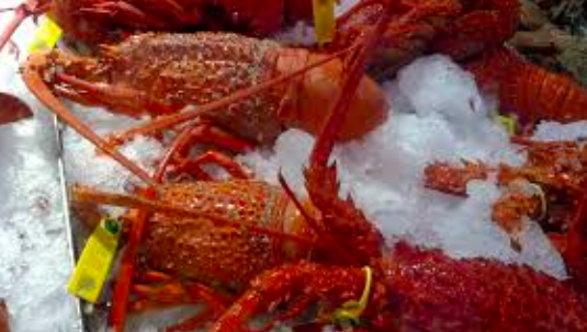 西澳州岩龙虾产业重焕生机