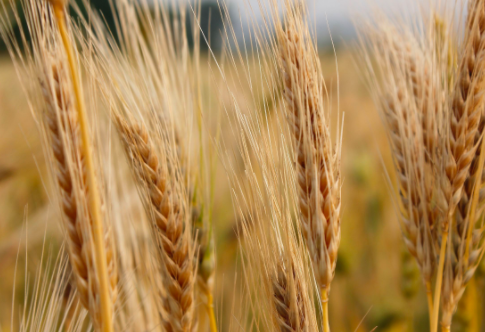 预计中国将对澳洲大麦征收关税，这或将终止中澳大麦贸易？
