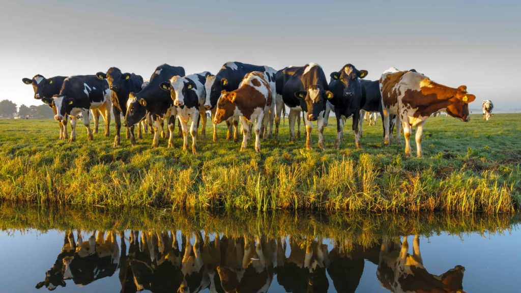 畜牧业巨头利润增长，和牛品牌大受市场欢迎