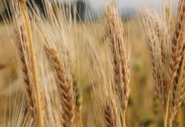 中国决定对澳洲大麦征收反倾销税