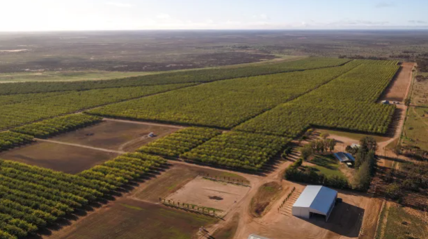 海外投资者看上澳洲坚果种植园