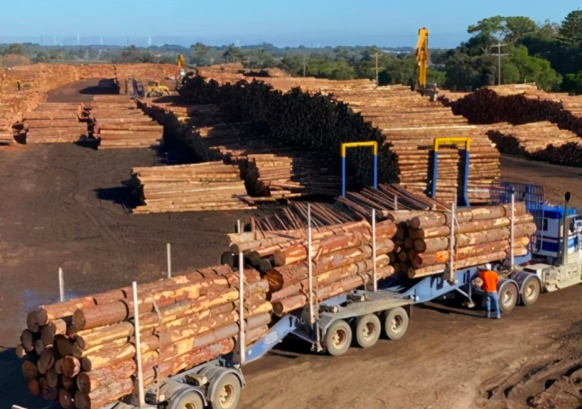 对华贸易停摆后果很严重！澳木材行业已有数百人失业！