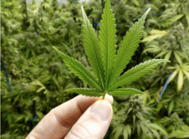 维州警方利用高科技，空中巡逻打击大麻种植业