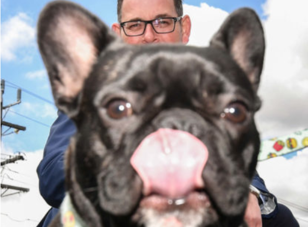 墨尔本的狗狗们太幸福了！州府斥00万新建18个遛狗公园！