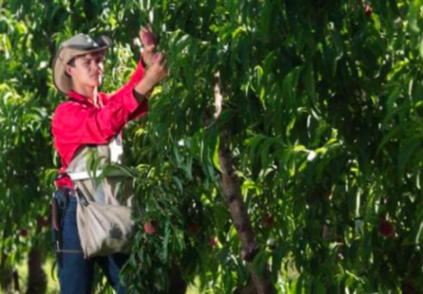 劳动力短缺害惨澳洲农民！两名种植者的蔬果损失超00万