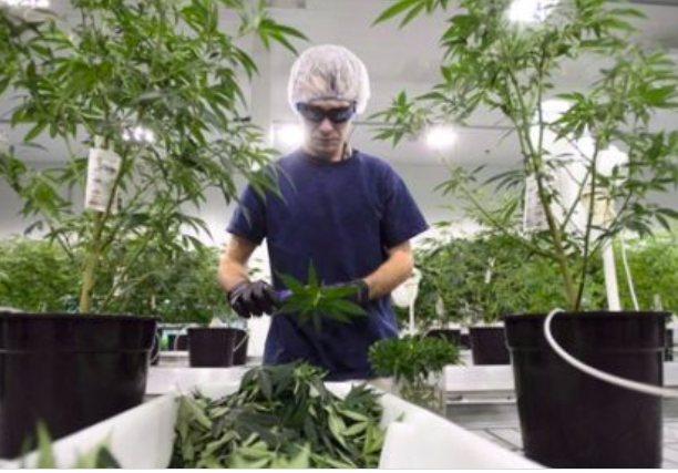 民主党欲将大麻合法化，加拿大大麻巨头有望年内进入美市场