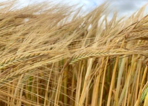 反击中国贸易制裁！澳洲大麦种植户找到新市场 商机无限