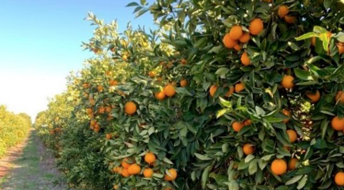 南澳一柑橘农场出售