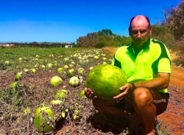 澳洲超市果蔬又要涨价！农民心都碎了：西瓜全烂地里没人摘