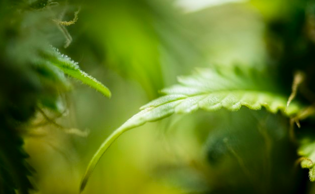 Greenlab与澳大利亚最大的经销商Cannvalate签署药用大麻供应协议