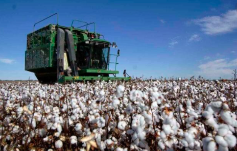 澳洲棉花将迎丰收但中国仍然不买