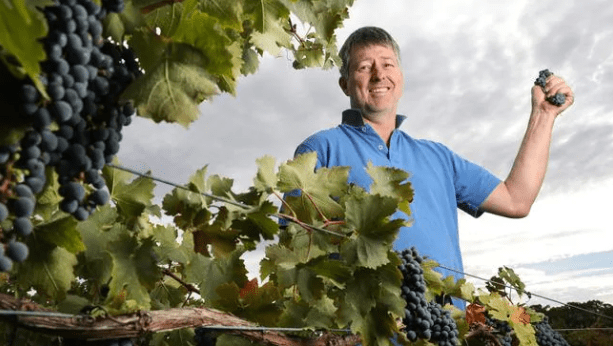 澳洲12月对华出口葡萄酒暴跌98%