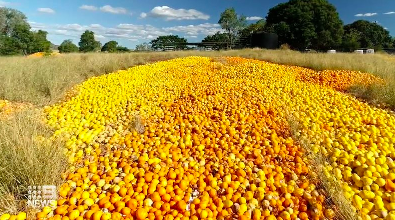 劳动力短缺，澳洲数以百吨的柑橘类水果腐烂！被抛弃