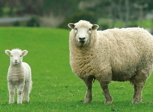 吃饭大过天！澳洲对华羊肉出口量达历史第二高点！