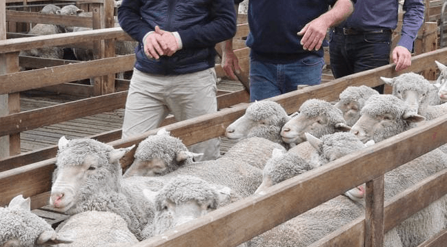 中国对澳洲羊毛的需求让农民赚大钱