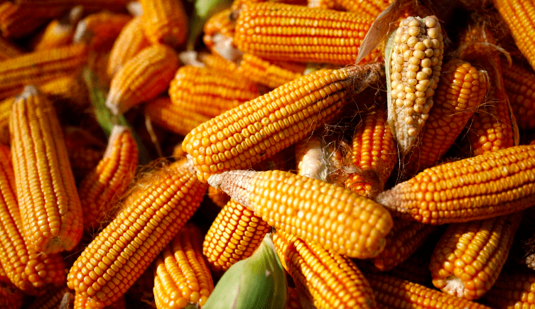 中国创纪录的采购美国玉米热潮或结束