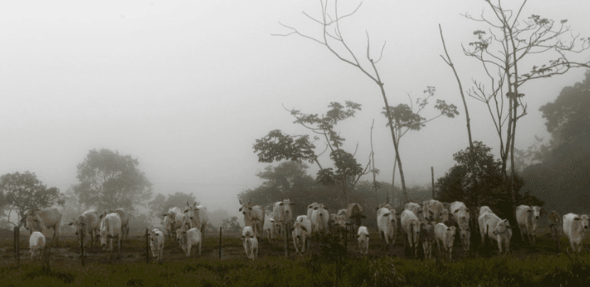 巴西发现疯牛病暂停向中国出口牛肉
