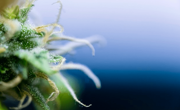 Little Green Pharma从新的丹麦种植设施收到了第一批大麻花