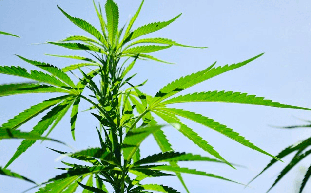 Greenlab为帮助发展新西兰药用大麻产业提供了联合资助