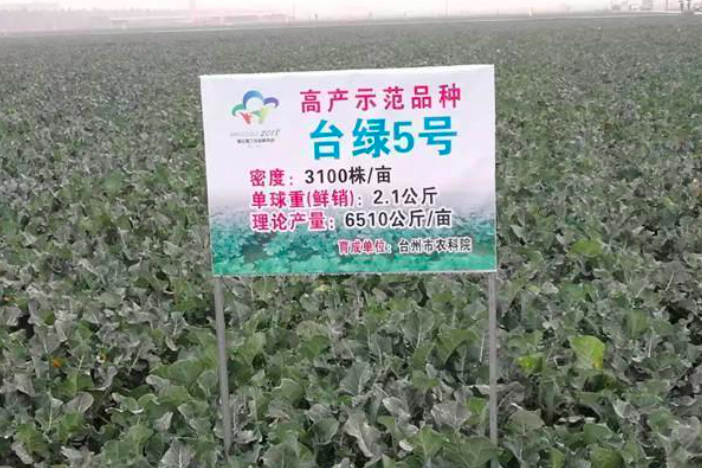 日本垄断西蓝花种子，巨头年入数十亿，中国农民难求，国家已动手
