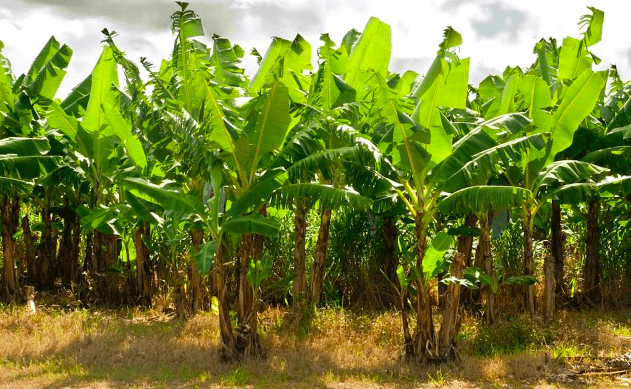 Papyrus Australia生产100%香蕉食品包装
