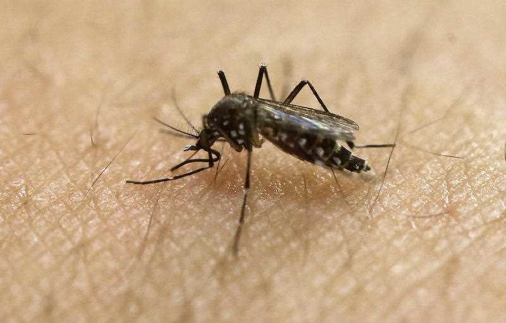 澳东南部蚊子传脑炎病毒 已有七人感染一人死亡