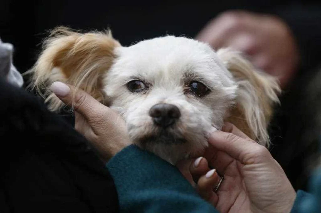 新州议会通过保护动物法案 杀死猫狗可能成为一项罪行