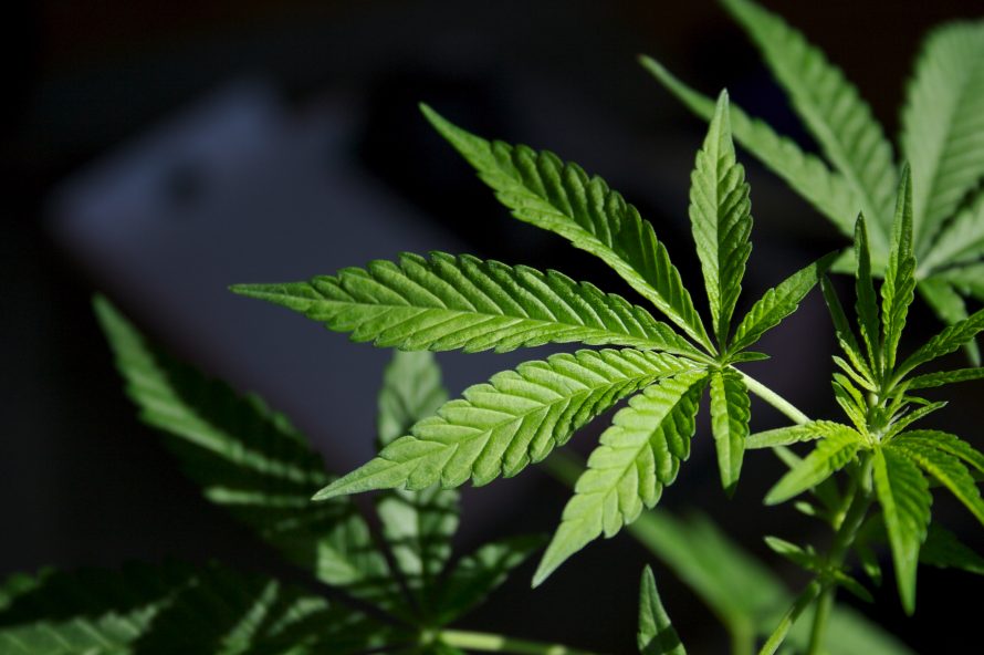 新州警方缴获大麻价值近6千万