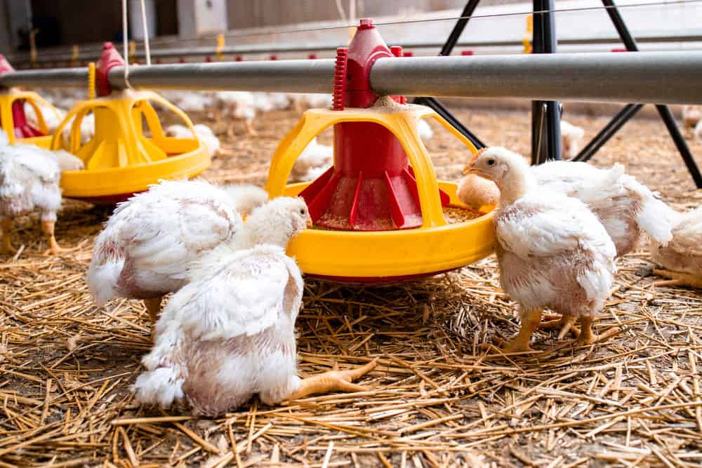 家禽生产商Ingham上半年面临疫情挑战 削减中期股息
