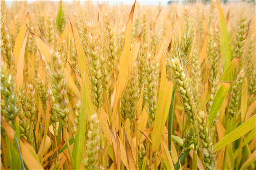 小麦价格创14年新高 食品风暴通胀危机要来了？