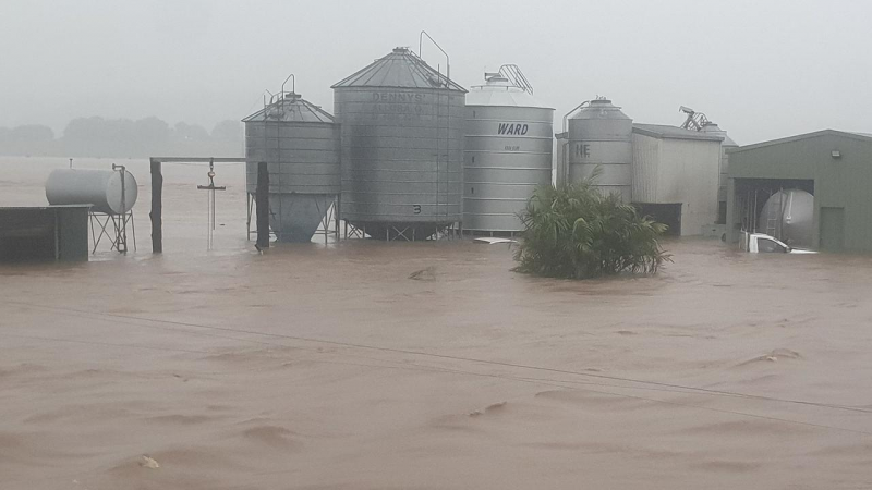 新州多地遭暴雨袭击，一农场大半奶牛被冲走！隔天奶农听到好消息...
