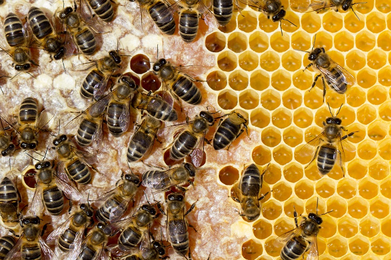 Bees,Working,On,The,Honeycomb