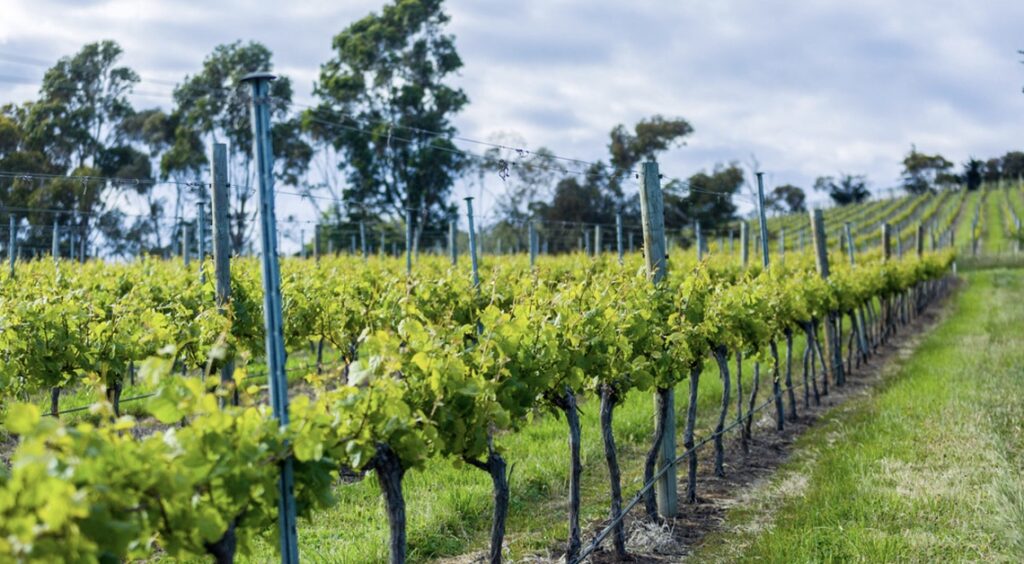 澳洲对中国葡萄酒销售额 2年内从 11 亿跌至 2500 万