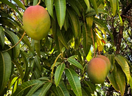 澳大利亚三个芒果新品种进入商业化阶段