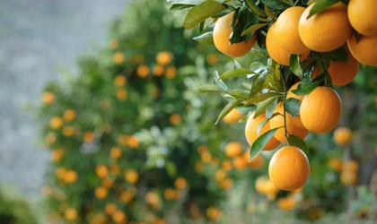 澳洲柑橘：天气影响一级果率降低 需求与价格表现强劲