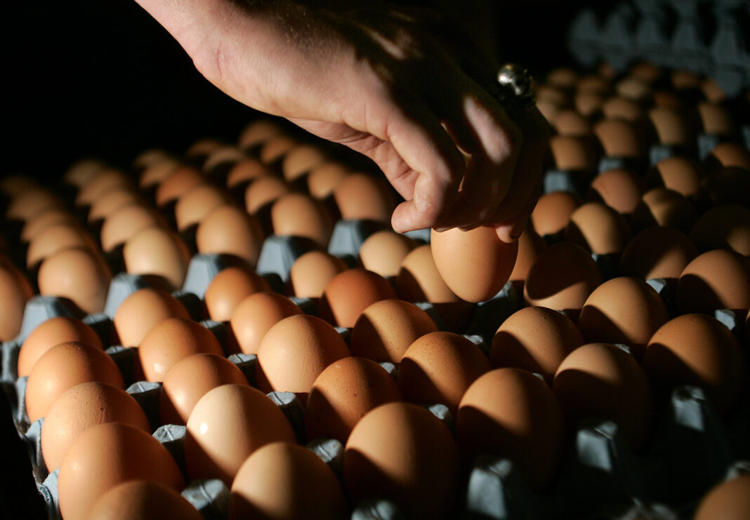 Eggs are stacked on trays at a free range poultry farm in Derbyshire