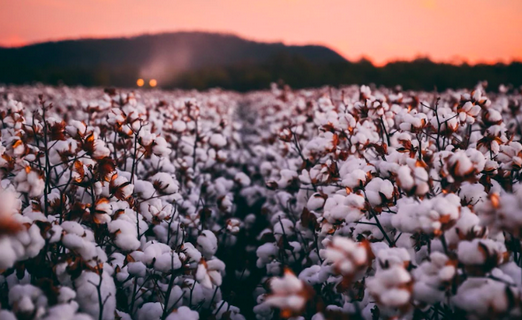 中国市场大门重开？专家：澳洲棉花迎来大丰收，对华出口有望恢复