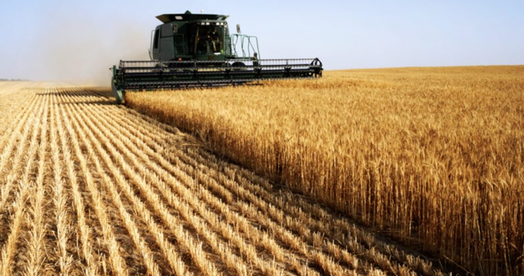 中国大量进口澳大利亚小麦 飙升至澳洲第一大市场！