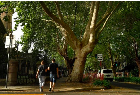 专家：悉墨90%树木面临死亡风险，美丽街景恐不复存在